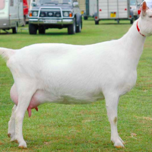 wholesale Saanen goat Supplier