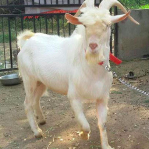 wholesale Saanen goat Supplier