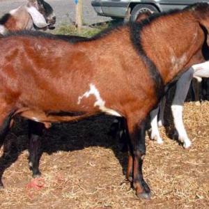 wholesale Anglo Nubian goats