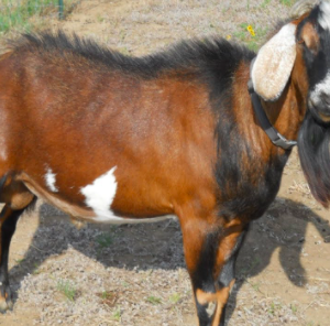 wholesale Anglo Nubian goats