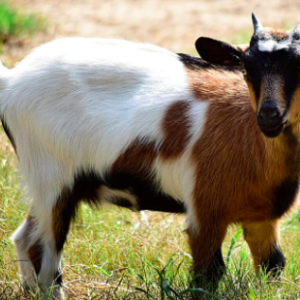 wholesale Fainting goat Supplier