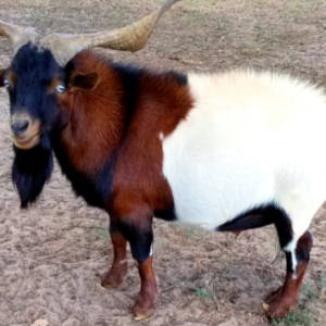 wholesale Fainting goat Supplier