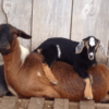 wholesale Kinder goat supplier