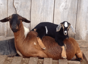 wholesale Kinder goat supplier