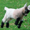 wholesale pygmy goat supplies