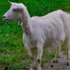 wholesale Appenzell goat supplier