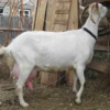 Wholesale Russian White goat