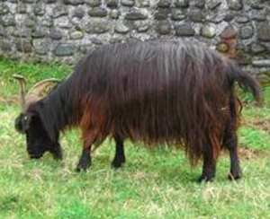 wholesale Pyrenean goat supplier