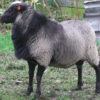 wholesale Romanov sheep supplier