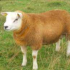 wholesale Texel sheep supplier