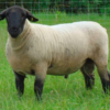 wholesale Suffolk Sheep Supplier