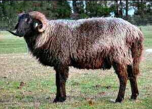 wholesale Karakul sheep supplier