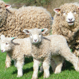 wholesale Lincoln sheep supplier