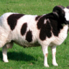 wholesale Jacob sheep supplier