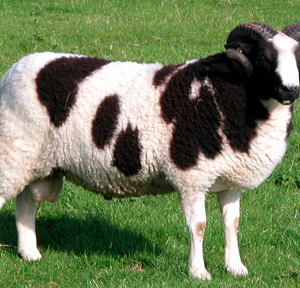 wholesale Jacob sheep supplier