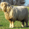 wholesale Leicester Longwool sheep