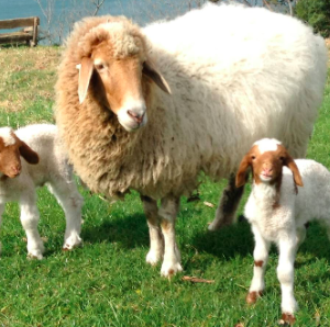 wholesale Awassi Sheep Supplier