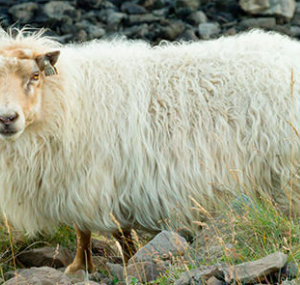 Wholesale Icelandic Sheep Supplier