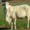 Wholesale St. Croix sheep Supplier