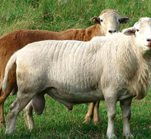 Wholesale St. Croix sheep Supplier