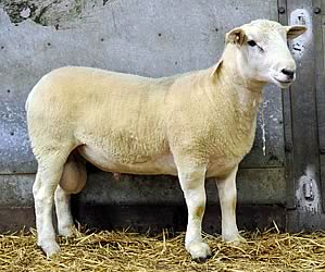 wholesale Easycare sheep