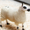 wholesale kerry hill sheep