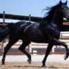 Wholesale Tennessee Walker Horse