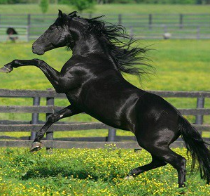 Wholesale Morgan Horse Supplier