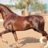 wholesale Marwari Horse supplier