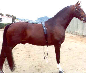 Wholesale Hackney Horse Supplier