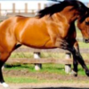 wholesale American Quarter horse