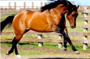 wholesale American Quarter horse