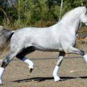 Wholesale Andalusian Horse Supplier