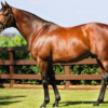 Wholesale Irish Thoroughbred Supplier