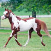 Wholesale American Paint Horse