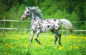 Wholesale Appaloosa Horse Supplier