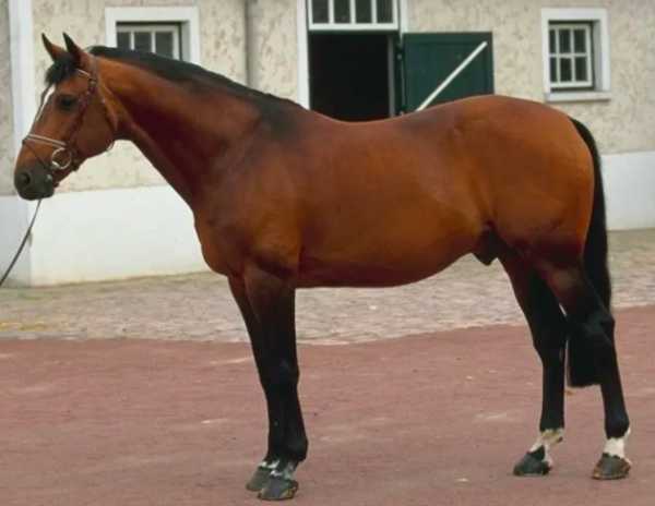 wholesale French Trotter Horse