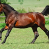 Wholesale Hanoverians Horse Supplier