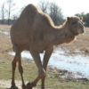 Wholesale Bactrian Camel Supplier