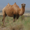 Wholesale Wild Bactrian Camel