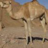 Wholesale Dromedary Camel Supplier