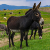 wholesale Standard Donkey Supplier