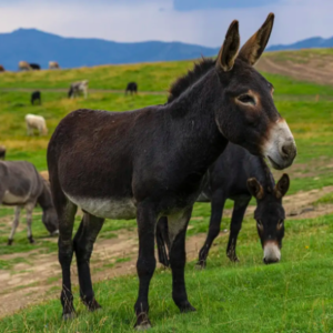 wholesale Standard Donkey Supplier