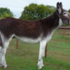 Wholesale Mammoth Donkey Supplier