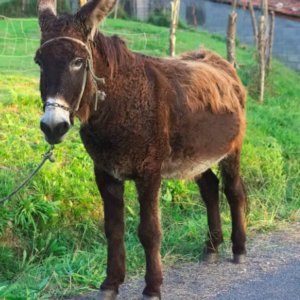 Wholesale Burro Donkey Supplier