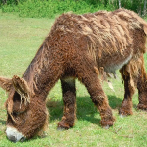 Wholesale Poitou Donkey Supplier