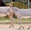 Wholesale Abyssinian Donkey Supplier