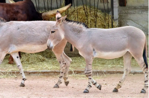 Wholesale Abyssinian Donkey Supplier