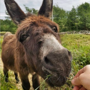 Wholesale Irish Donkey Supplier