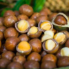 Wholesale Raw Macadamia Nuts